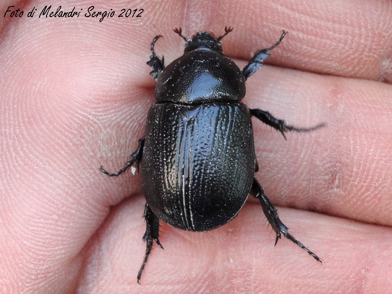 Geotrupidae ? NO. Pentodon sp.